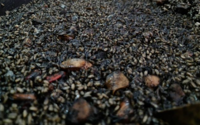 Arroz Negro